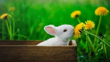 开云体育官网登入-逆转之王：那些令人惊叹的逆转战役，逆转之王小说